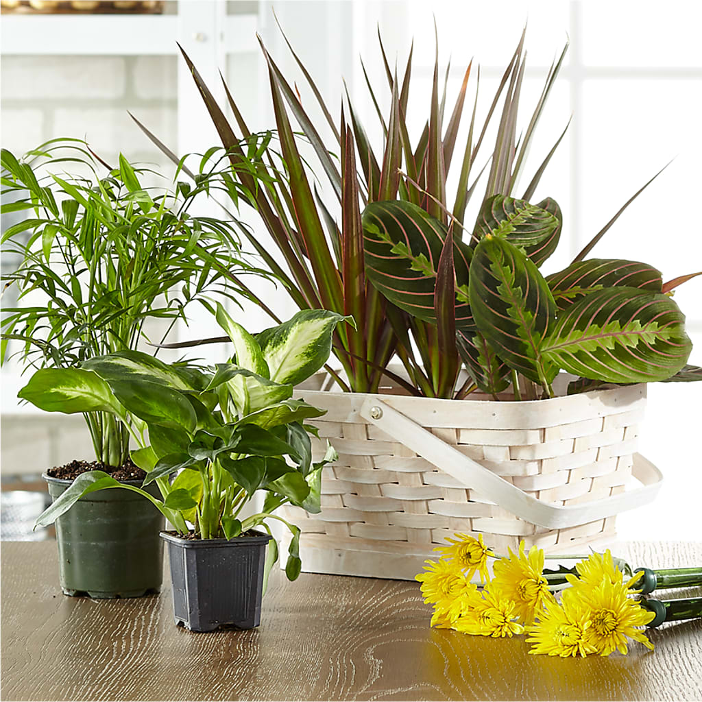 Florist Designed Blooming and Green Plants in a Basket – Oak Creek Florist, Concord CA