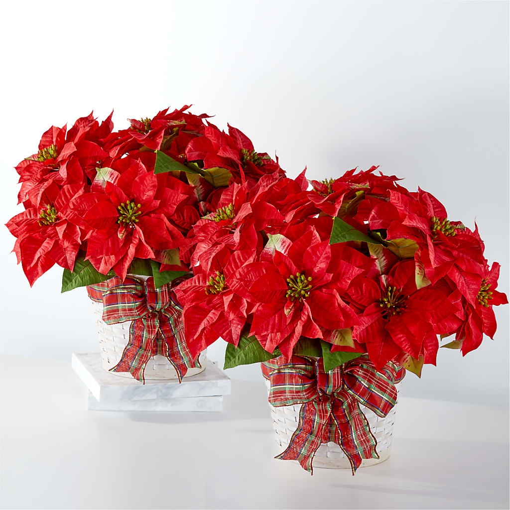 Happiest Holidays Poinsettia Bundle – Oak Creek Florist, Concord CA