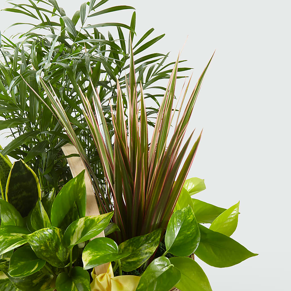 French Garden – Oak Creek Florist, Concord CA