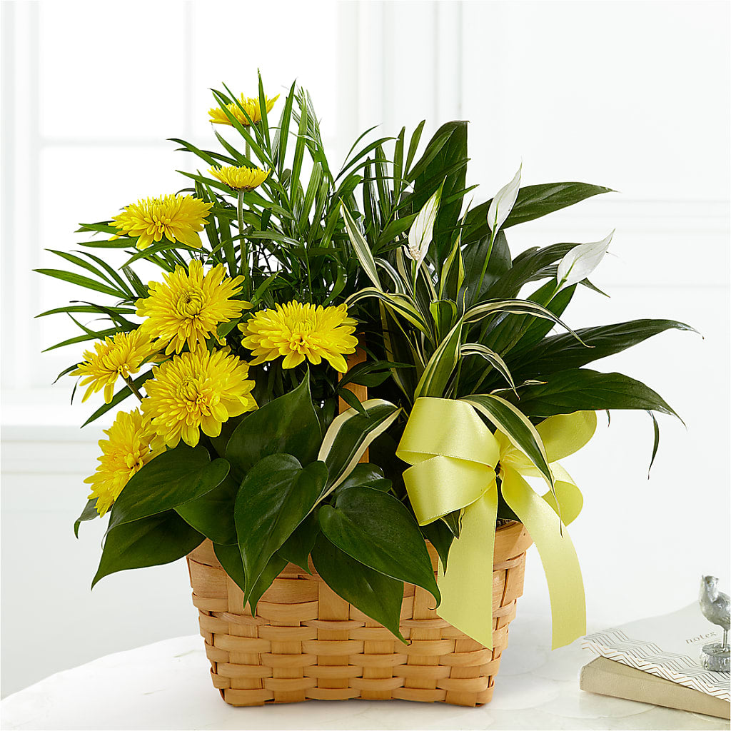 Loving Light Dishgarden – Oak Creek Florist, Concord CA