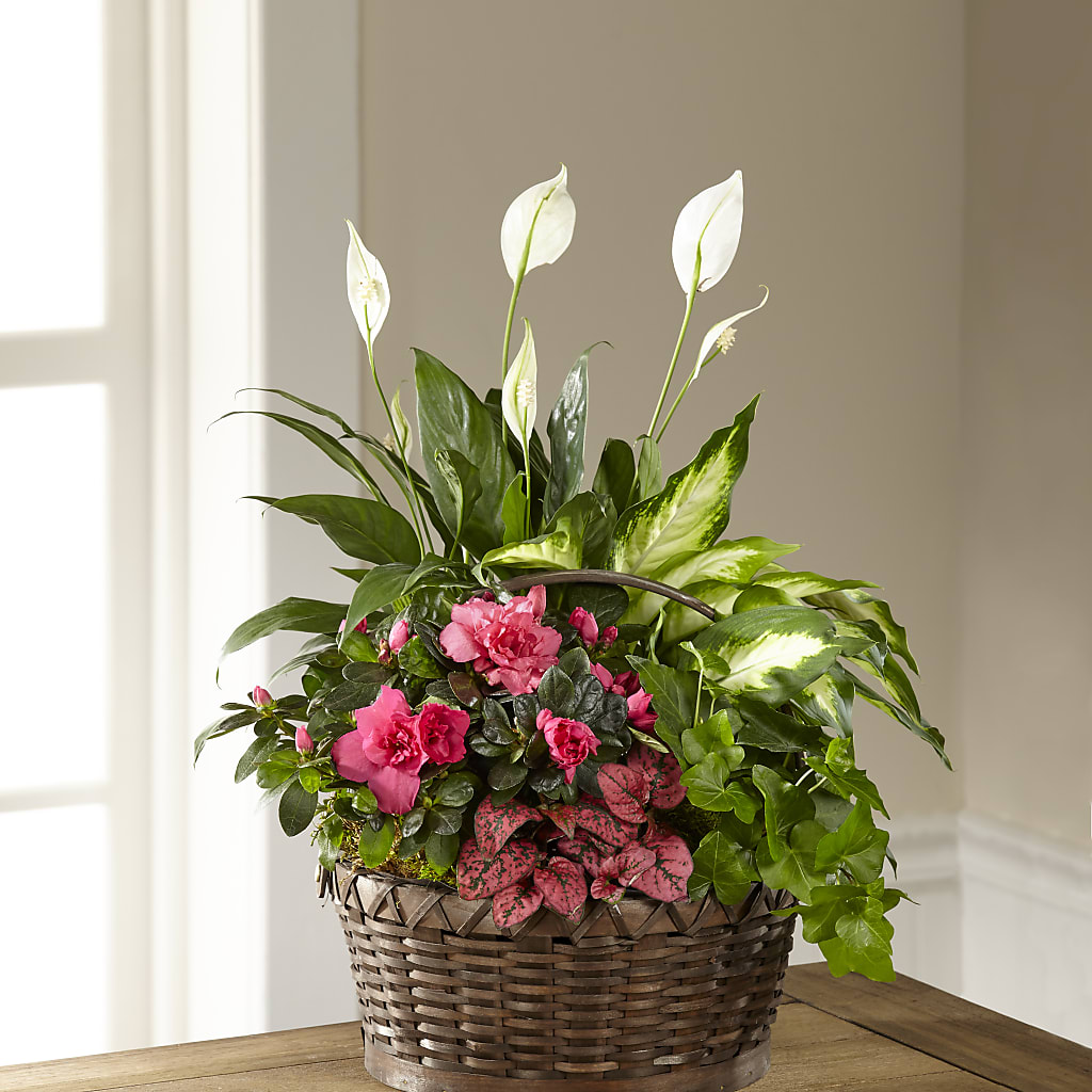 Dream in Pink Dishgarden – Oak Creek Florist, Concord CA