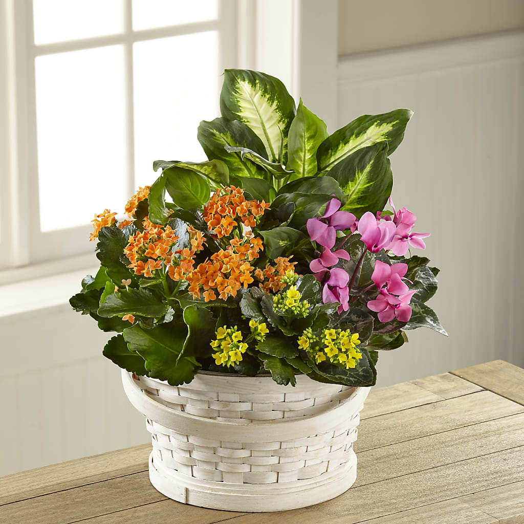 Color Crush Dishgarden – Oak Creek Florist, Concord CA