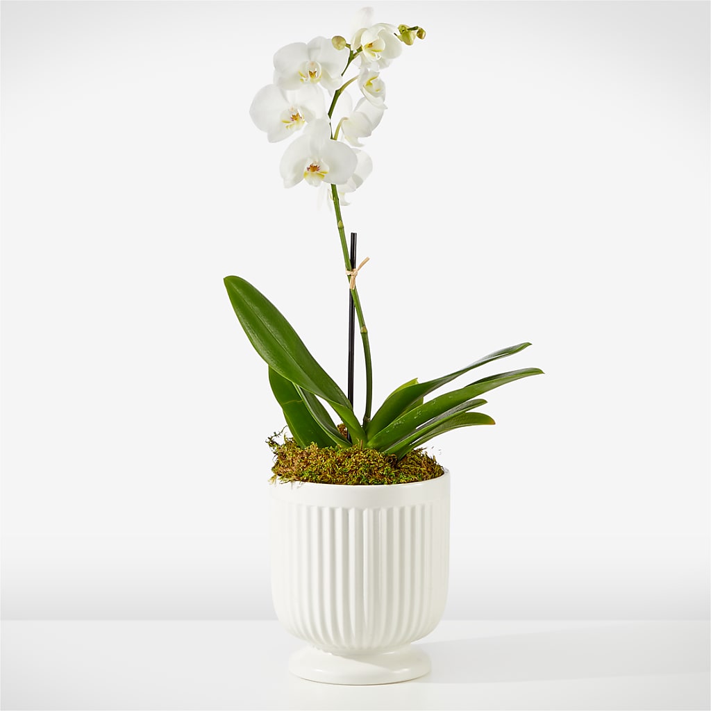 Whispering White Orchid – Oak Creek Florist, Concord CA
