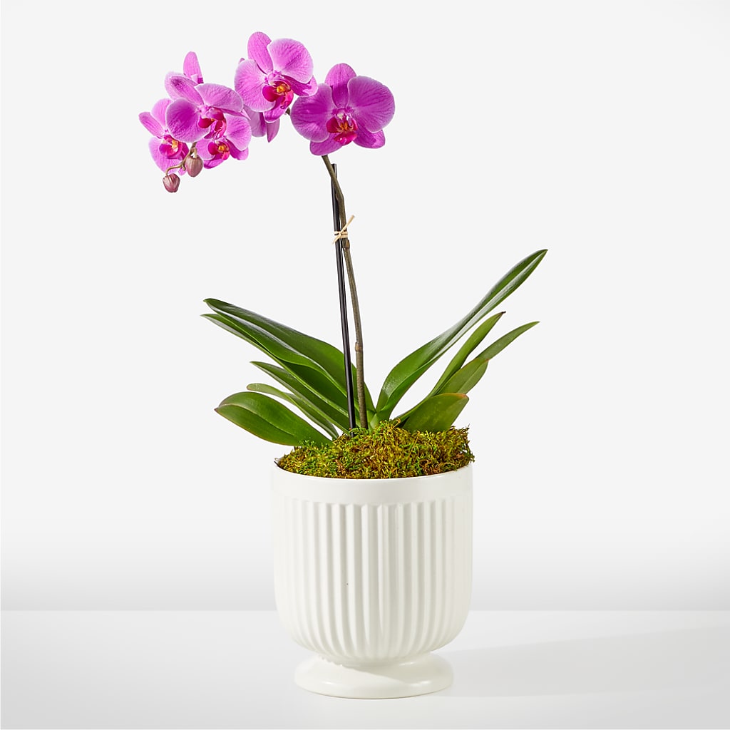 Friendly Fuchsia Orchid – Oak Creek Florist, Concord CA