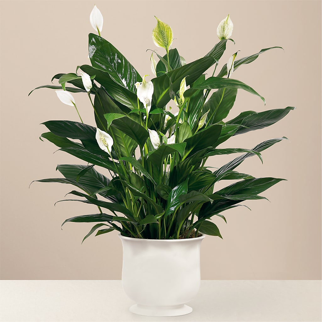 Comfort Planter – Oak Creek Florist, Concord CA