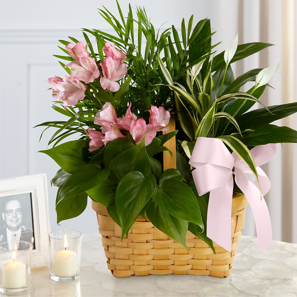 Living Spirit Dishgarden – Oak Creek Florist, Concord CA