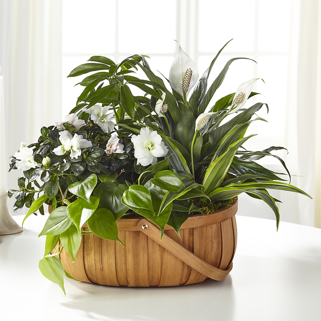 Serene Dishgarden – Oak Creek Florist, Concord CA