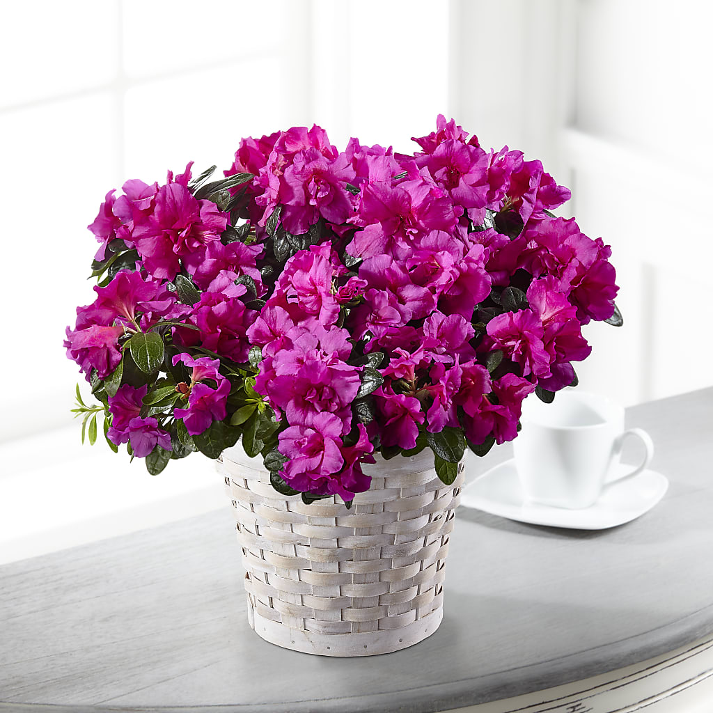 Hope & Serenity Azalea Plant – Oak Creek Florist, Concord CA