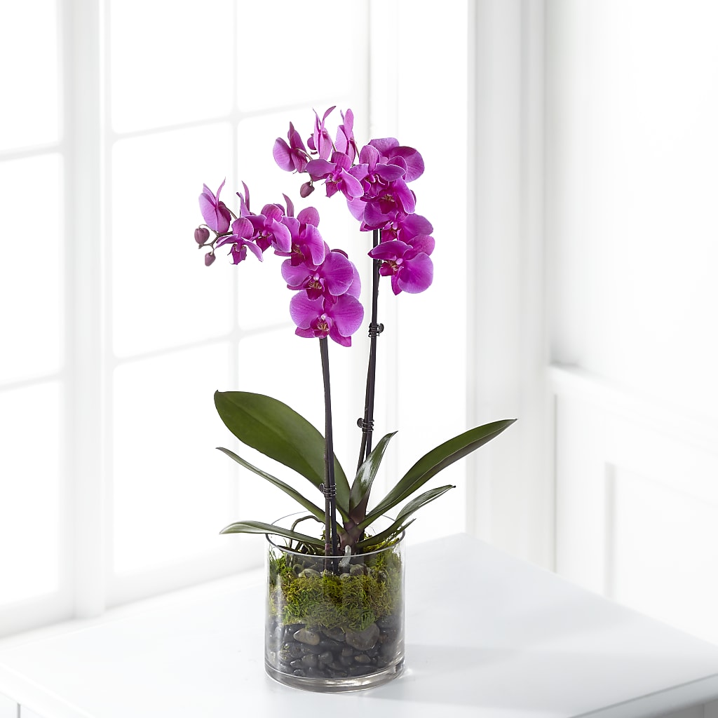 Pink Orchid Plant – Oak Creek Florist, Concord CA