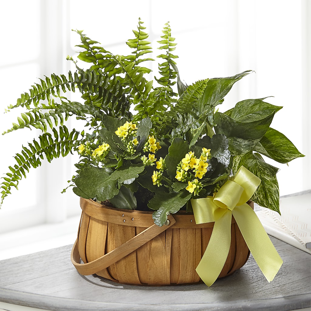 Always Dear Dishgarden – Oak Creek Florist, Concord CA