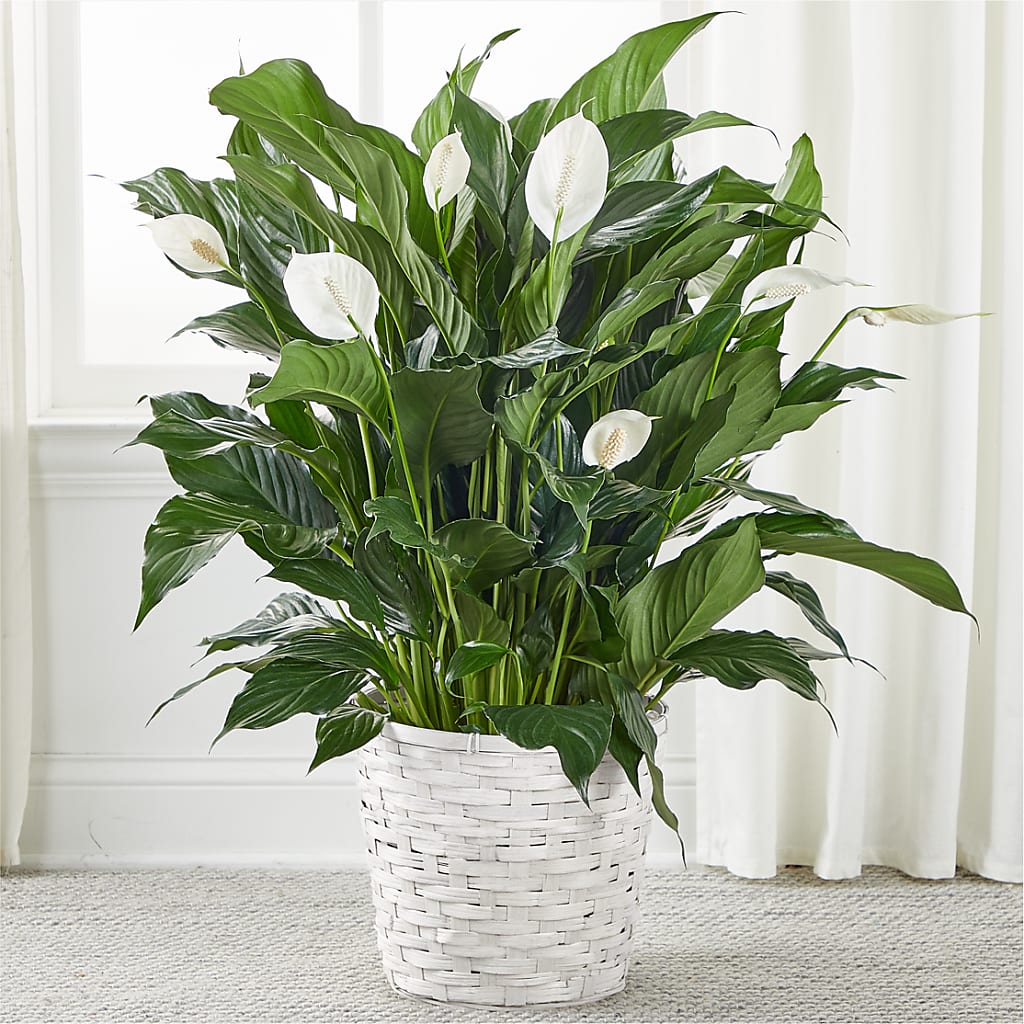 A New Leaf Peace Lily – Oak Creek Florist, Concord CA