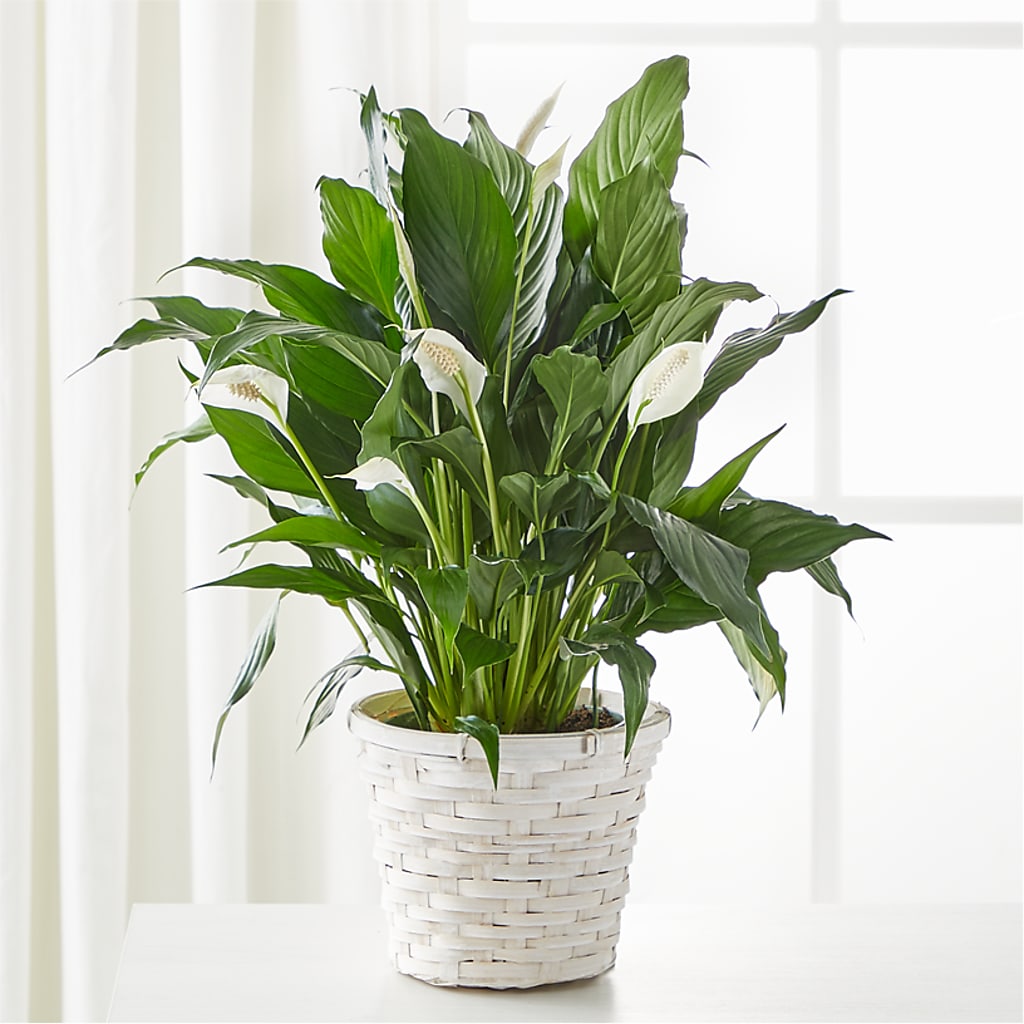 A New Leaf Peace Lily – Oak Creek Florist, Concord CA