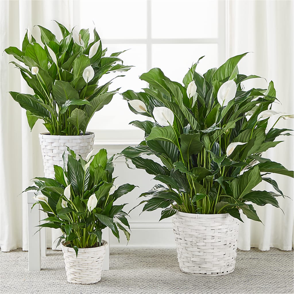 A New Leaf Peace Lily – Oak Creek Florist, Concord CA