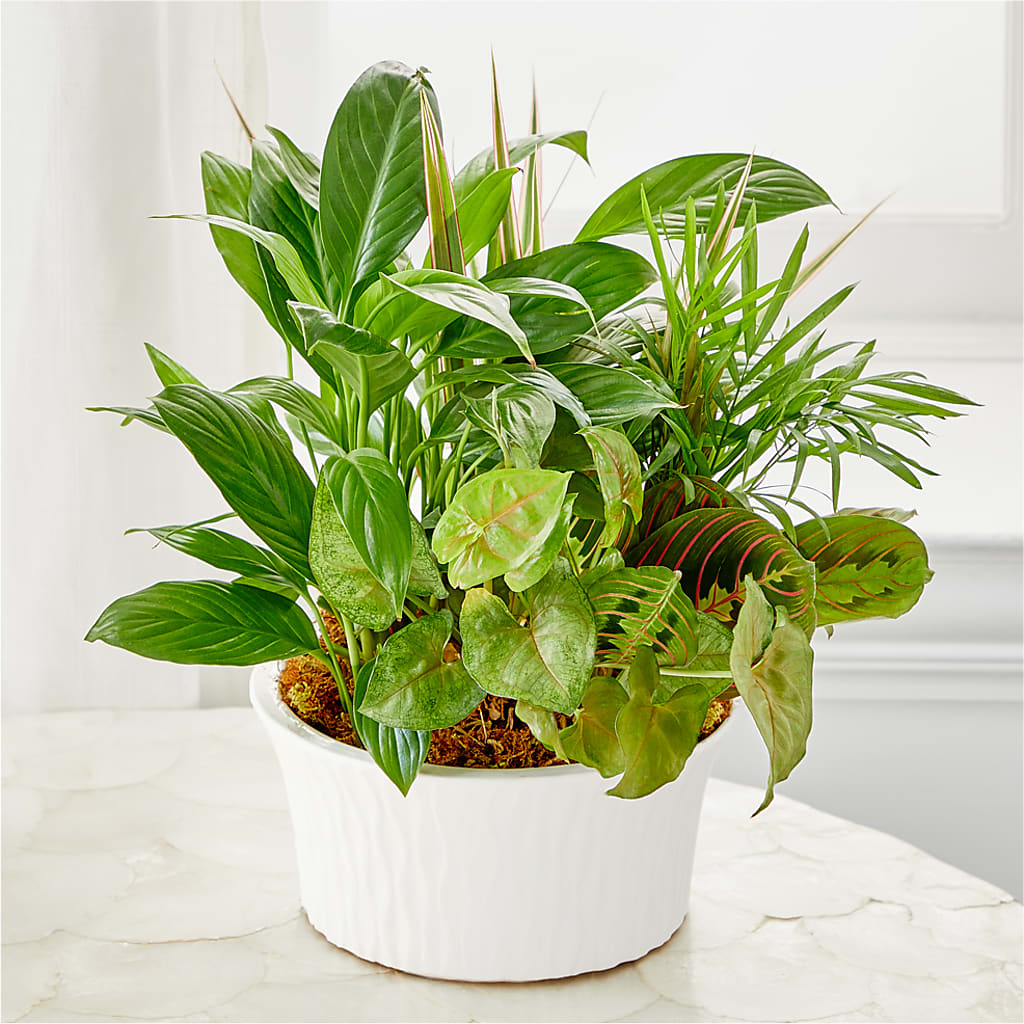 Balance & Harmony Dishgarden – Oak Creek Florist, Concord CA