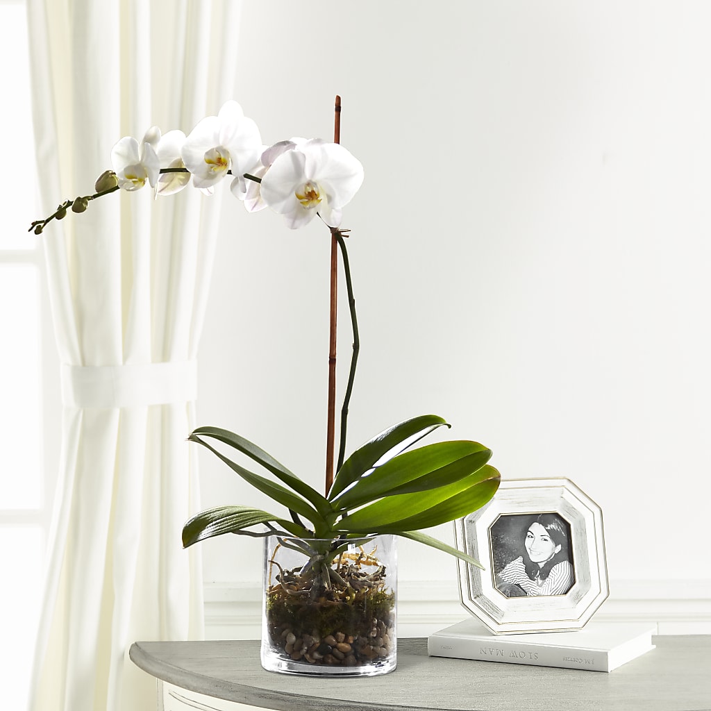 White Orchid Planter – Oak Creek Florist, Concord CA
