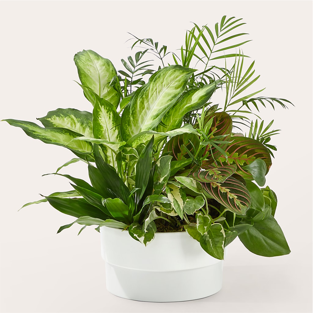 Radiating Positivity Dishgarden – Oak Creek Florist, Concord CA