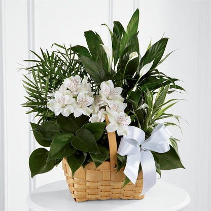 Peace & Serenity Dishgarden –  Oak Creek Florist, Concord CA