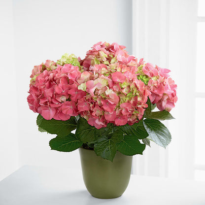 Pink Hydrangea Planter –  Oak Creek Florist, Concord CA