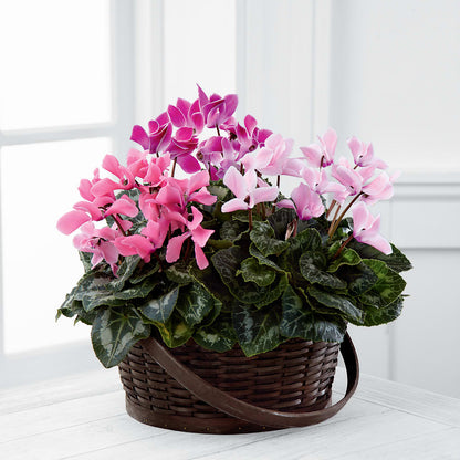 Mixed Cyclamen Planter –  Oak Creek Florist, Concord CA