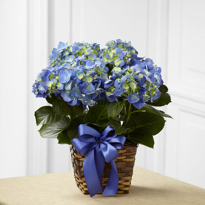 Blue Hydrangea Planter –  Oak Creek Florist, Concord CA