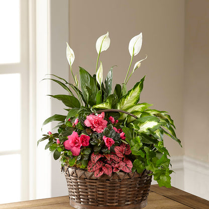 Dream in Pink Dishgarden –  Oak Creek Florist, Concord CA