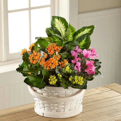 Color Crush Dishgarden –  Oak Creek Florist, Concord CA