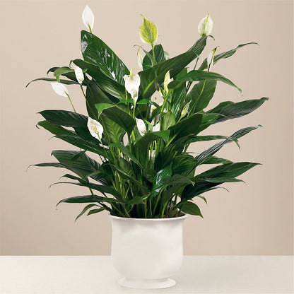 Comfort Planter –  Oak Creek Florist, Concord CA