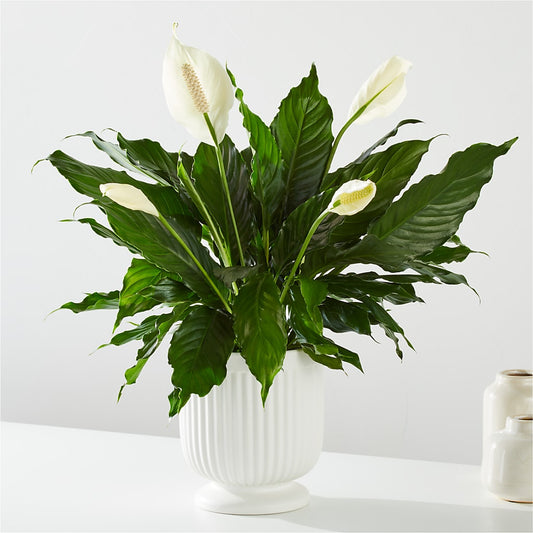 Comfort Planter –  Oak Creek Florist, Concord CA