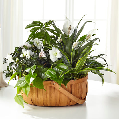 Serene Dishgarden –  Oak Creek Florist, Concord CA
