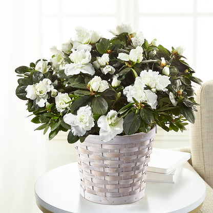 White Azalea Plant –  Oak Creek Florist, Concord CA