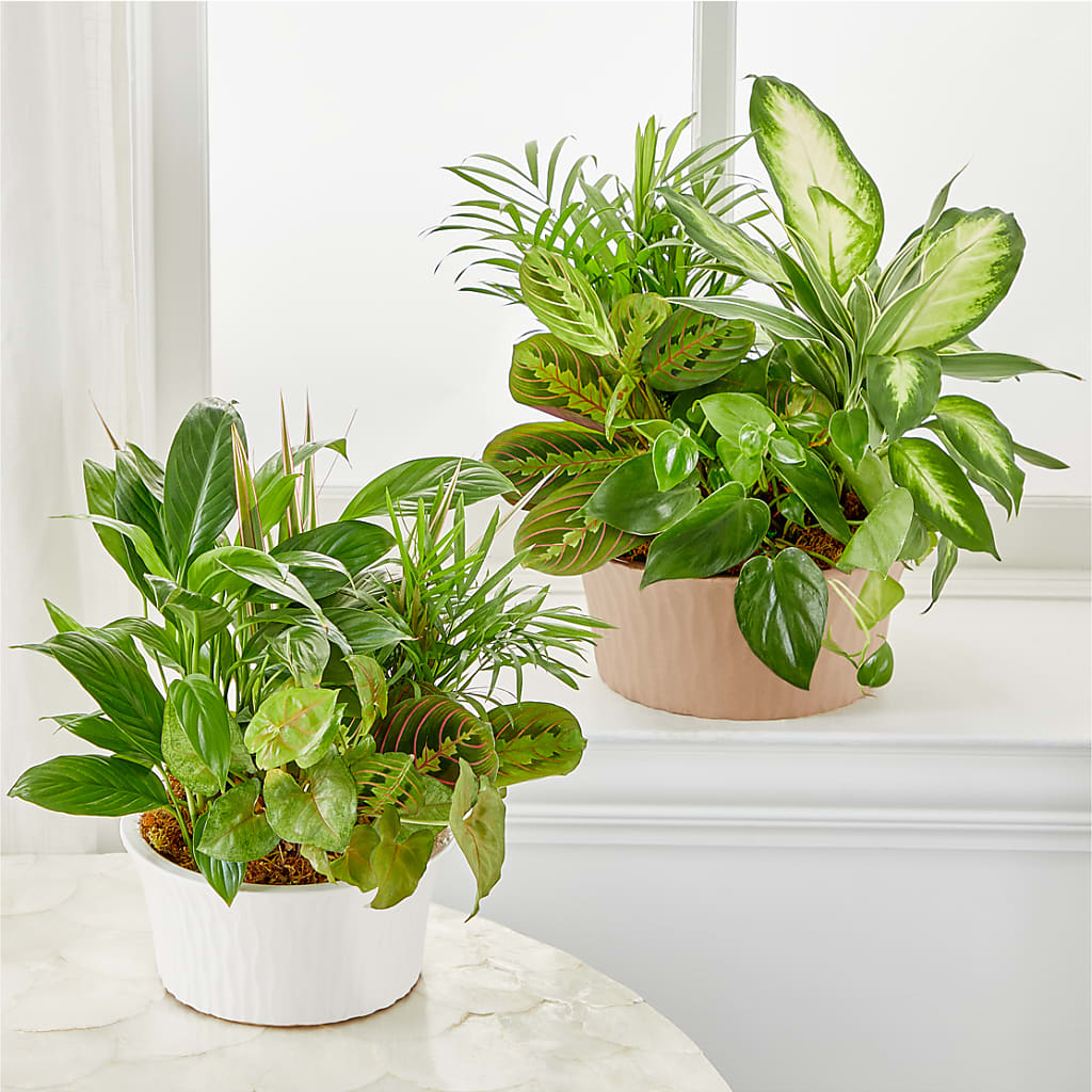 Balance & Harmony Dishgarden –  Oak Creek Florist, Concord CA