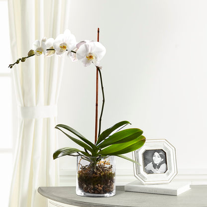White Orchid Planter –  Oak Creek Florist, Concord CA