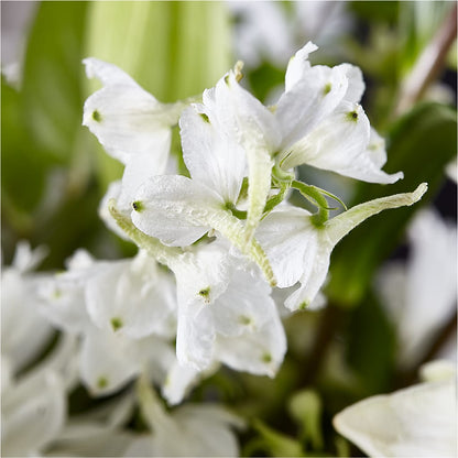 Classic Ivory – A Florist Original –  Oak Creek Florist, Concord CA